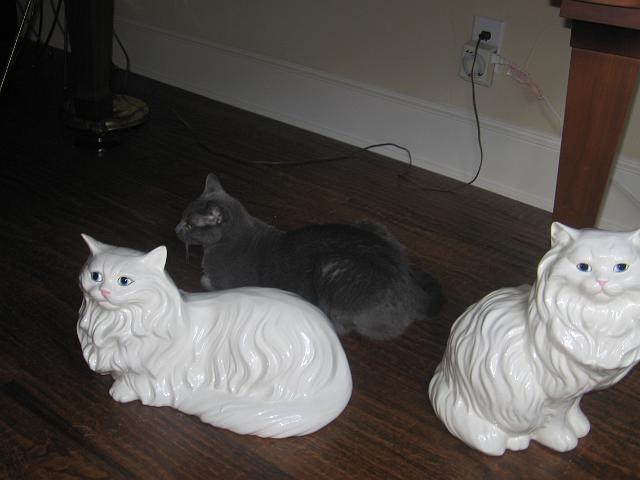 IMG_1035.JPG - Smokey and two friends.